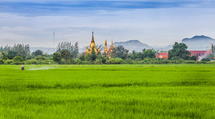 Fototapeta na wymiar The beautiful lanscape of green rice field with Wungmanoa temple 