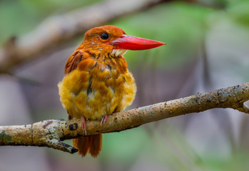  Ruddy kingfisher (Halcyon coromanda) stair at us