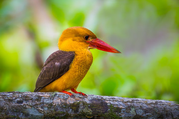Close up of  Brown-winged Kingfisher (Halcyon amauroptera)