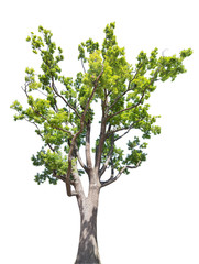Obraz premium old large isolated oak tree