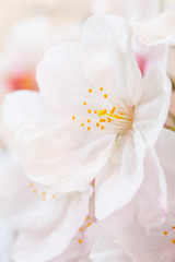 Fototapeta na wymiar Close - up beautiful cherry blossom sakura flower