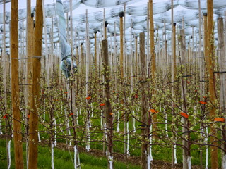 vine-yard spring