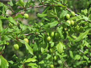 Olives on a branch tree