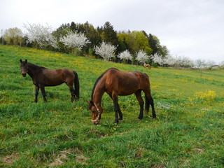 Horse on the prairie