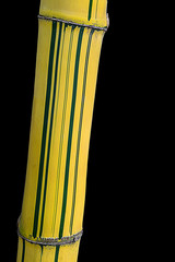 Beautiful yellow bamboo with isolated black background.Natural of art similar the
 bar code.