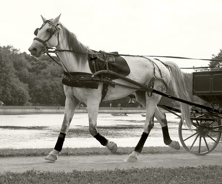 Horse-drawn rides on the road
