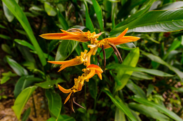 Golden Torch Heliconia at the Tropical Spice Garden in Penang