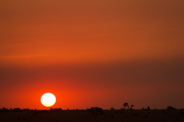 Fototapeta premium masai mara sunset in kenya