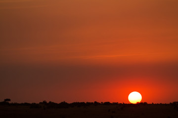 Naklejka premium masai mara sunset in kenya