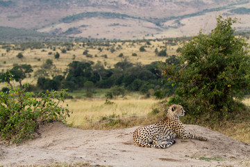 masai mara, cheetah resting on a rock