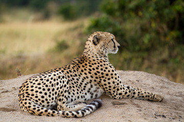 masai mara, cheetah resting on a rock