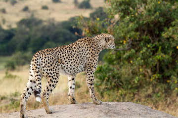 masai mara, cheetah resting on a rock