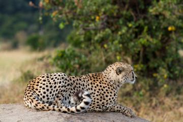 Obraz premium masai mara, cheetah resting on a rock