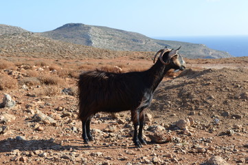 Chèvre crétoise - Région de Chania
