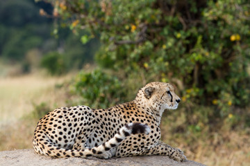 masai mara, cheetah resting on a rock