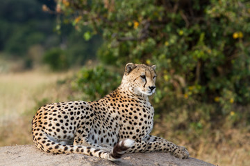 cheetah resting on a rock in the masai mara reserve