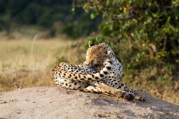masai mara, cheetah resting on a rock
