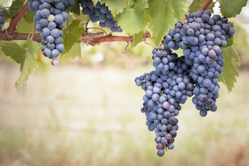 Bunches of red wine grapes on vine with copy-space.