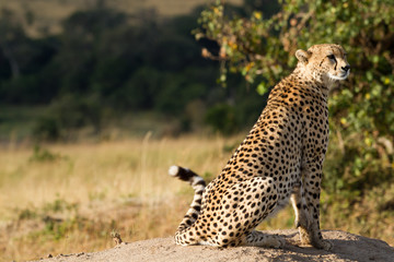 masai mara, cheetah resting on a rock