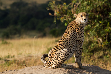 masai mara, cheetah resting on a rock