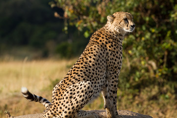 masai mara, cheetah resting on a rock