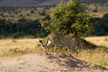masai mara cheetah