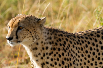 masai mara cheetah