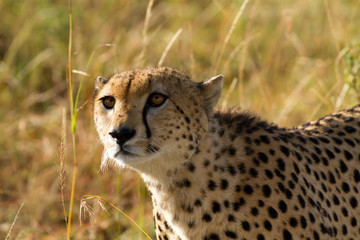 masai mara cheetah