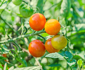 Red cherry tomato, edible red fruit, berry of the nightshade Solanum lycopersicum, commonly known as a tomato plant.