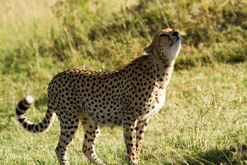 masai mara cheetah