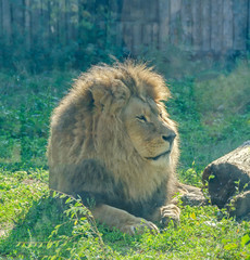 Naklejka premium Brown lion at the zoo garden, green grass, sun rays, sitting, close up