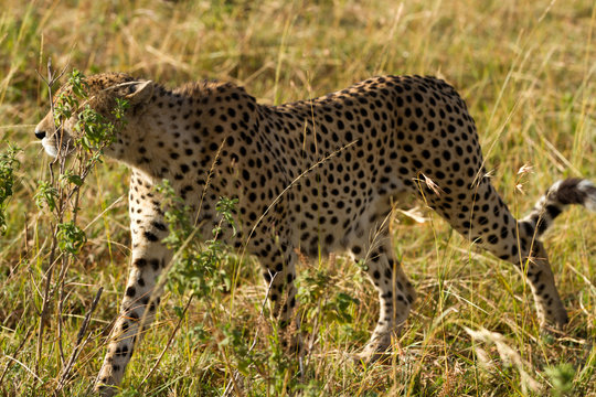 masai mara cheetah