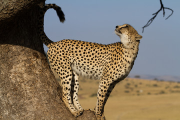 cheetah on a tree in the masai mara reserve