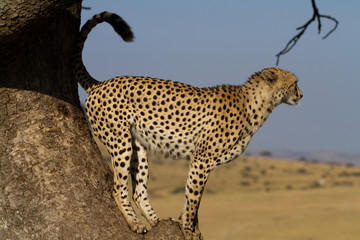 cheetah on a tree in the masai mara reserve