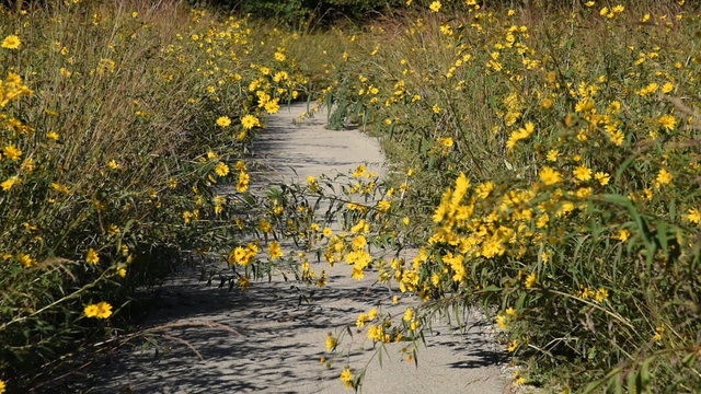 A paved path leads through tall prairie grasses and yellow wild sunflowers.  The wildflowers bow down and blow in the breeze while being visited by bees.