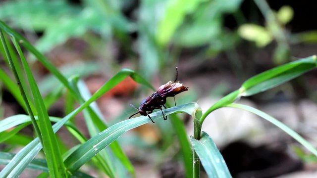 Wasp climbing a blade of grass