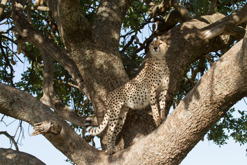 Fototapeta na wymiar cheetah on a tree in the masai mara reserve
