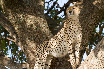 masai mara, cheetah on a tree
