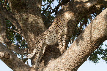 Fototapeta na wymiar masai mara, cheetah on a tree