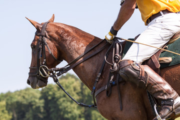 Polospieler in Aktion beim Polospiel