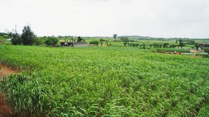 Fototapeta na wymiar 一面のサトウキビ畑