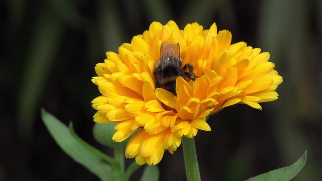 Bumble Bee on marigold in the nature 