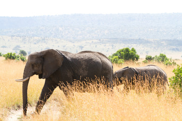 Obraz premium masai mara elephants