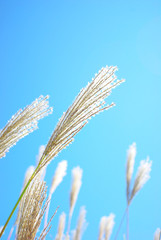 すすき　青空
