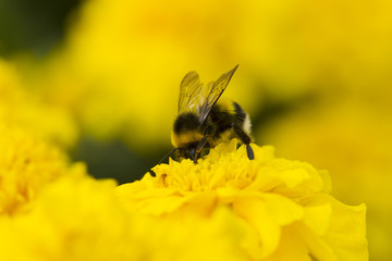 Bumblebee collecting pollen