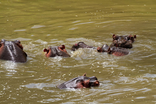 masai mara hippos in the tarek river