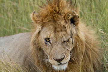 lion injured in a eye