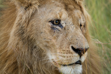 Obraz na płótnie Canvas lion injured in a eye