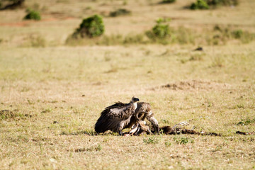 masai mara wildlife