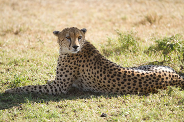 masai mara cheetah